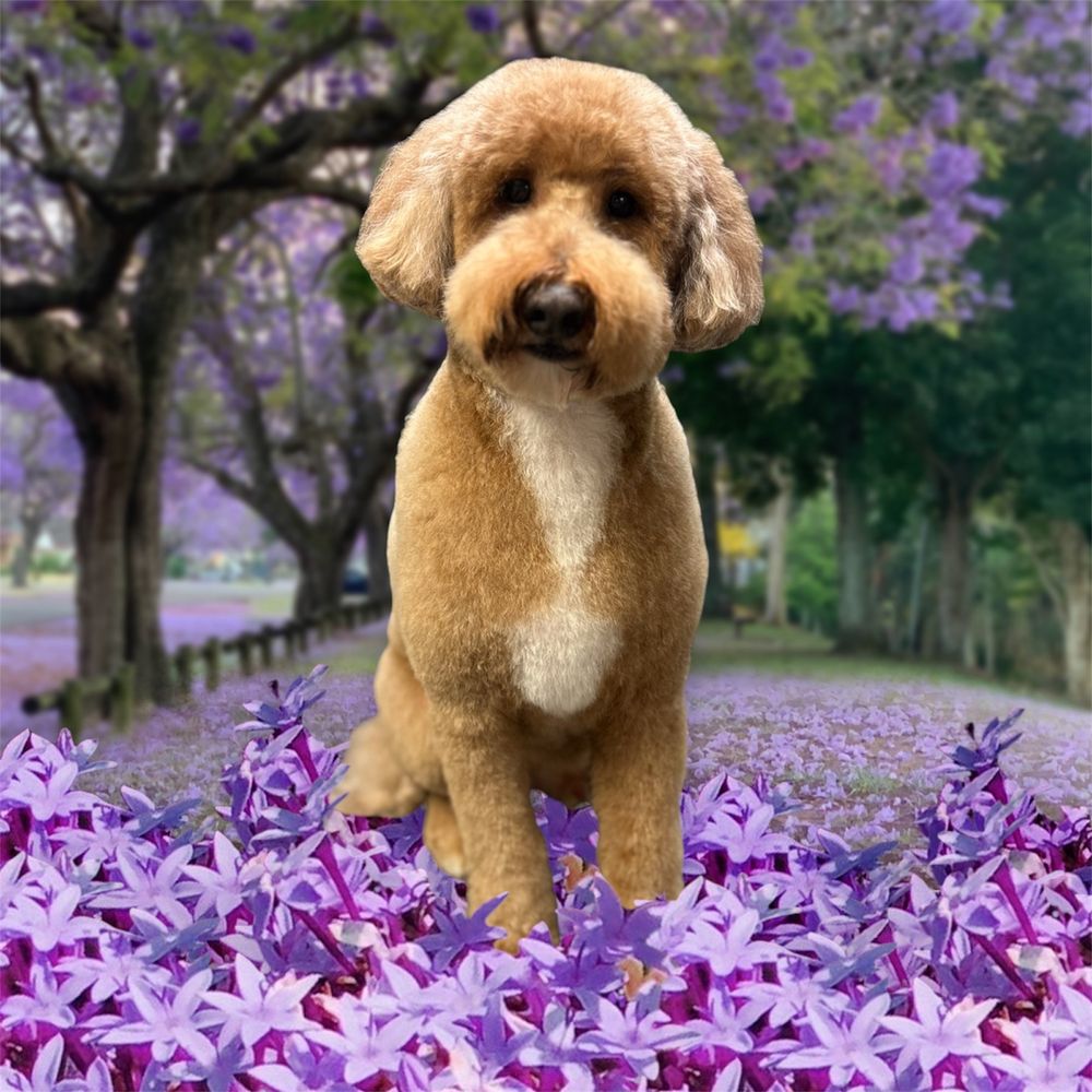 A cream doodle with a soft, even coat, groomed by April