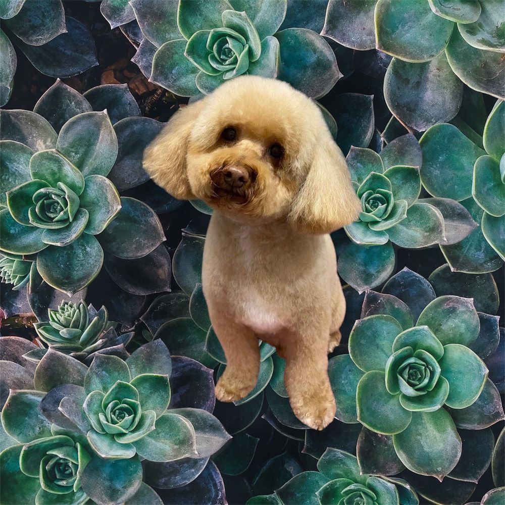 An apricot poodle with a rounded teddy-bear trim, groomed by April