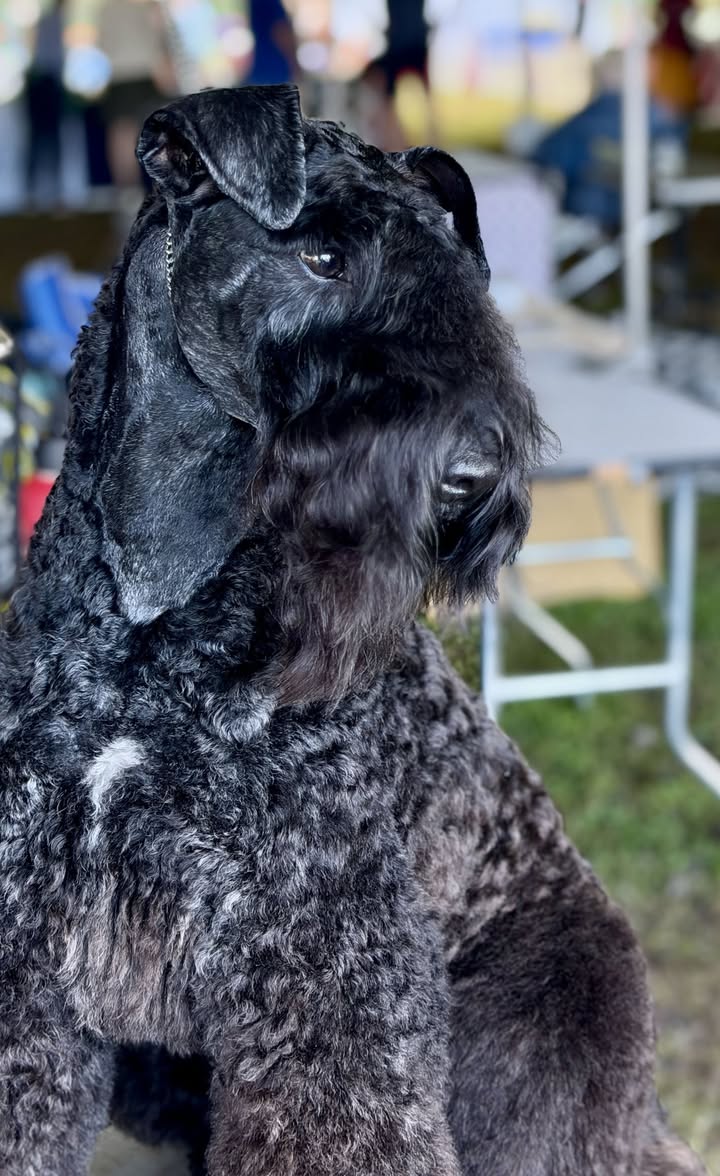 A Kerry Blue Terrier with a sculpted show-style trim, groomed by Cheryl