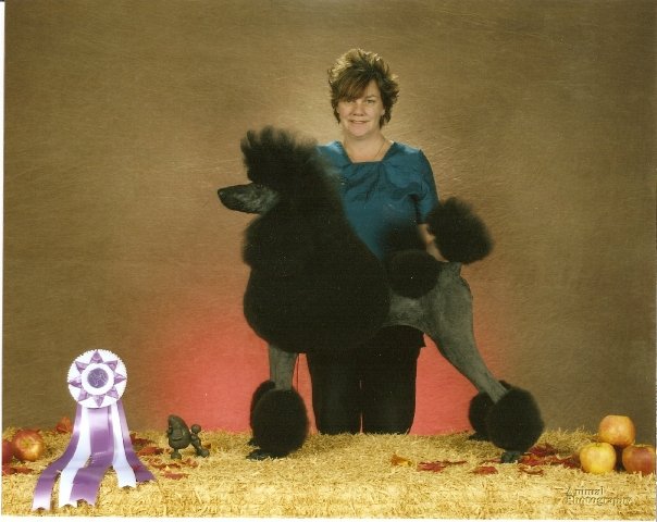 A black standard poodle in a continental show clip with a rosette, groomed by Cheryl