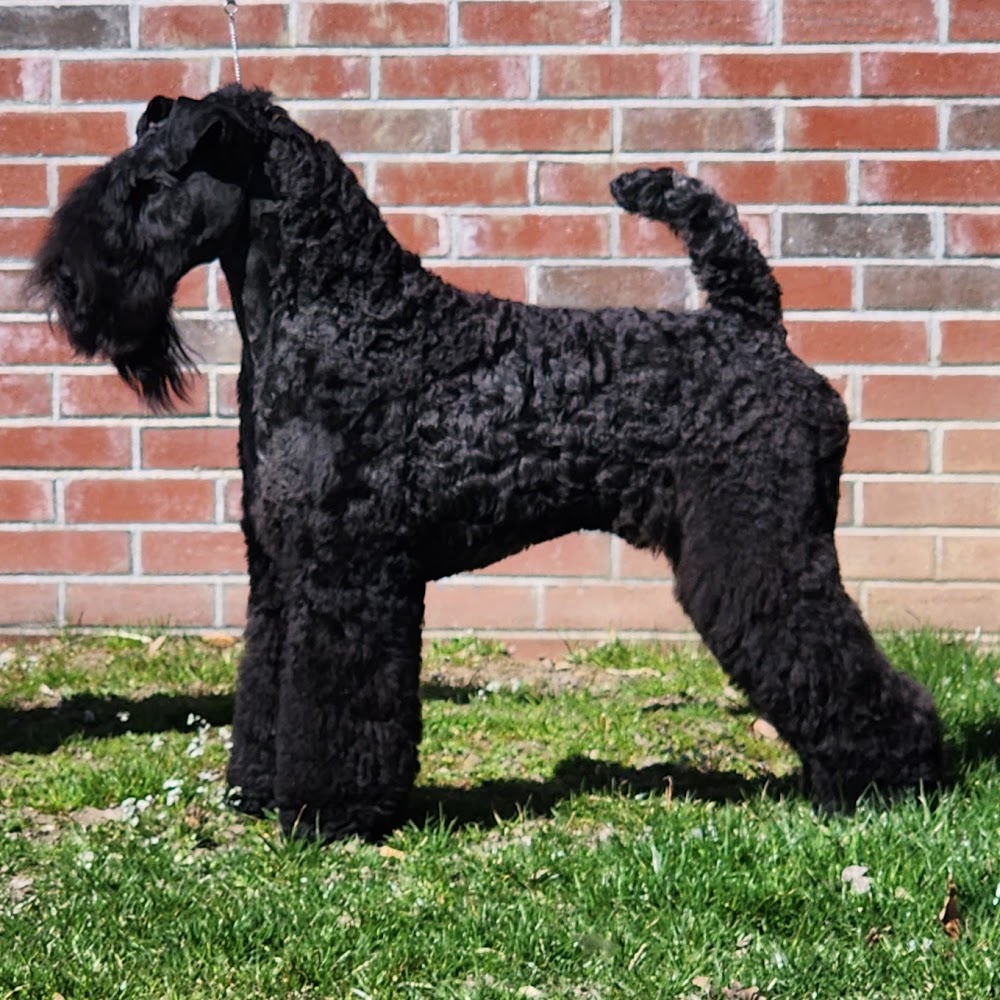 A black Kerry Blue Terrier stacked in show trim against a brick wall, groomed by Cheryl