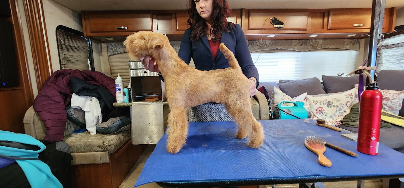 A wheaten-coated terrier stacked on the grooming table after a hand-finished trim, groomed by Cheryl