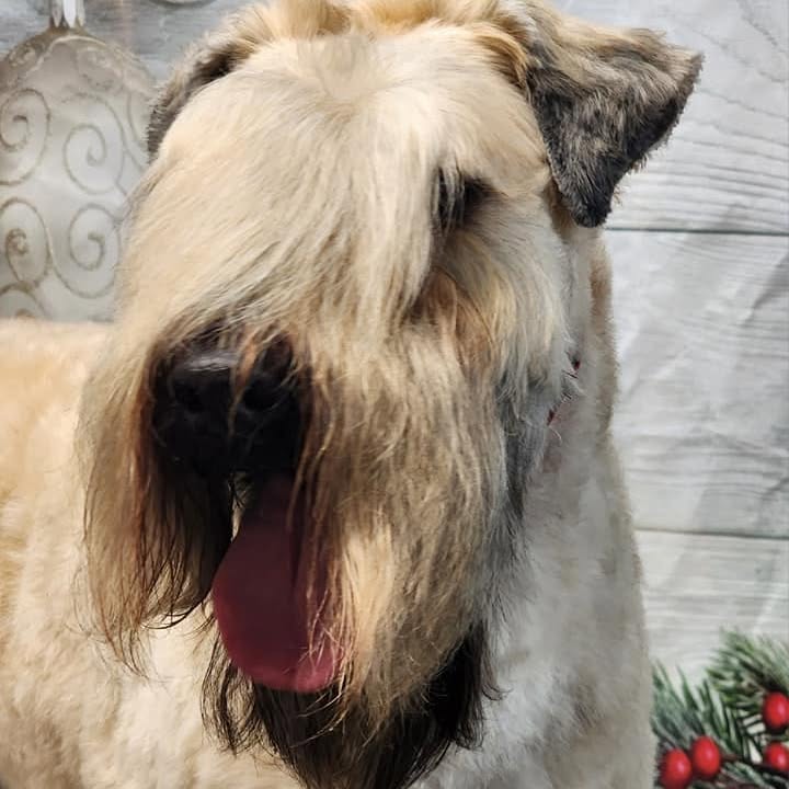A wheaten terrier with a soft, shaggy face trim, groomed by Cheryl