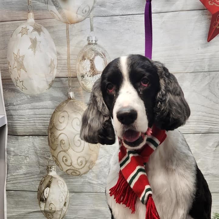 A springer spaniel with neatly feathered ears and a holiday scarf, groomed by Cheryl