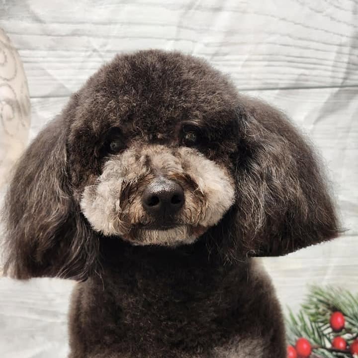 A chocolate poodle with a rounded teddy-bear face, groomed by Cheryl