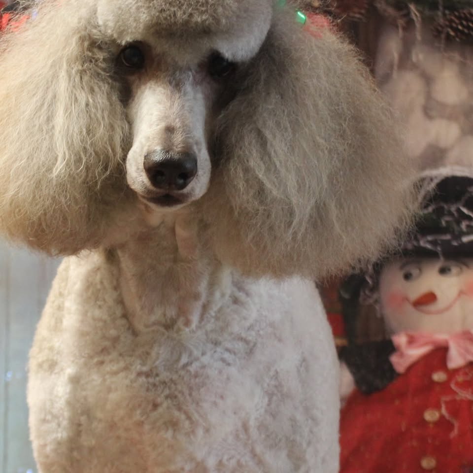 A silver standard poodle with a full, sculpted topknot, groomed by Cheryl