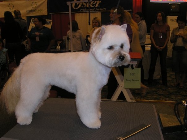 A West Highland White Terrier with a crisp, rounded competition trim, groomed by Cheryl