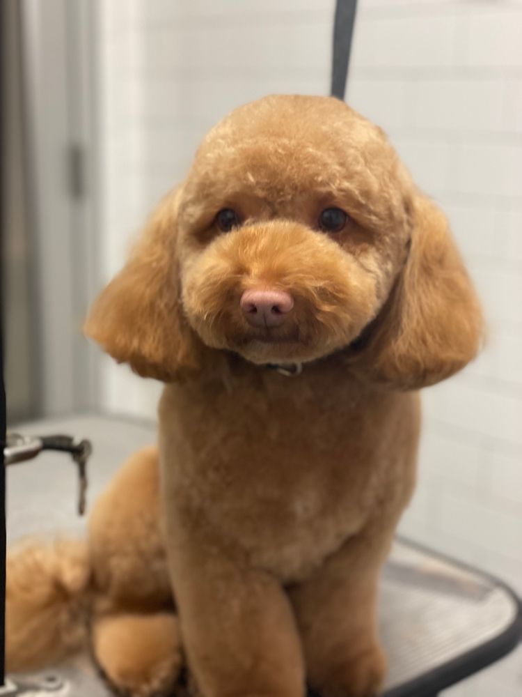A red poodle with a plush, rounded scissored trim, groomed by Eric