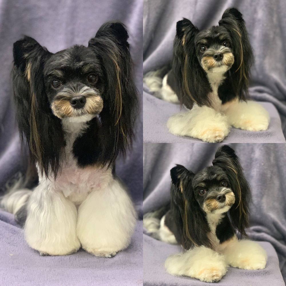 A long-coated toy dog with a silky groomed coat, shown from several angles, groomed by Eric