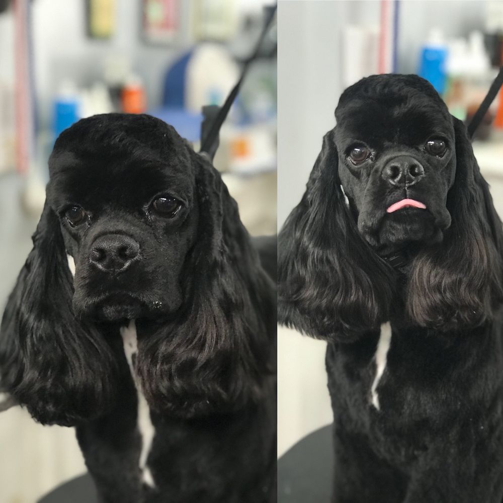 Two views of a black cocker spaniel with a full, flowing coat, groomed by Eric