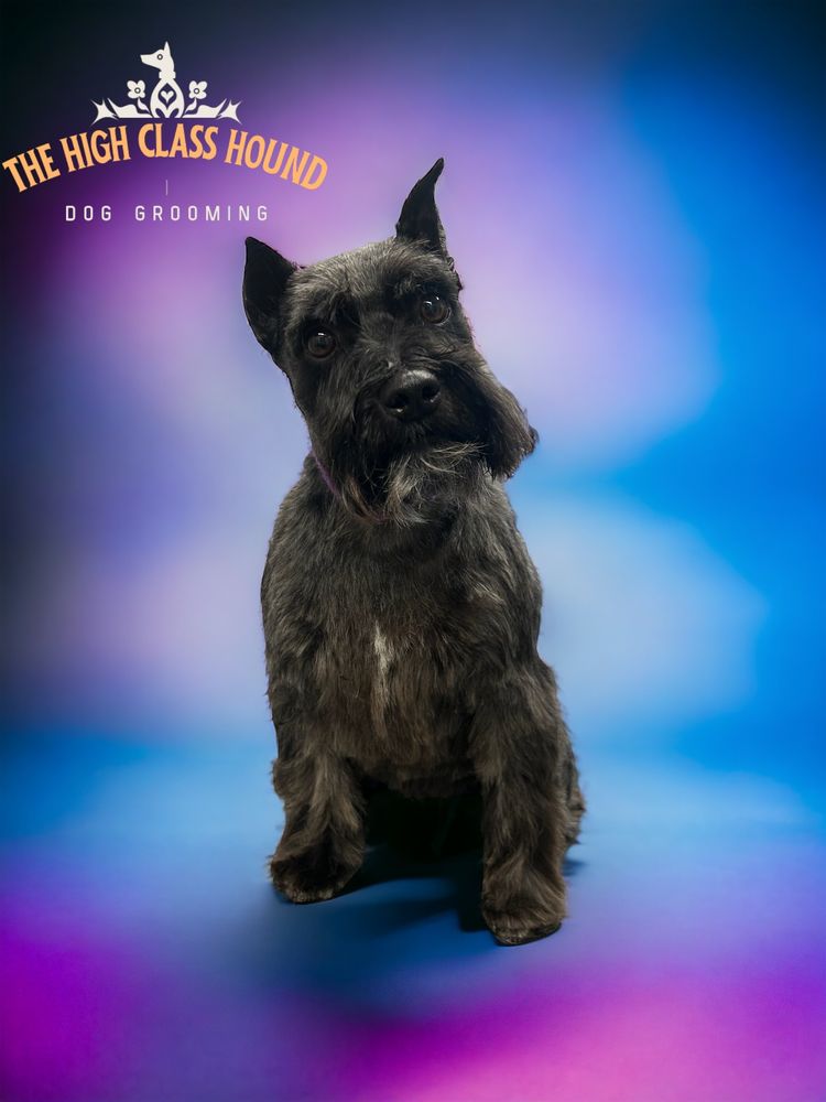A dark schnauzer with a crisp, tidy trim, groomed by Kat