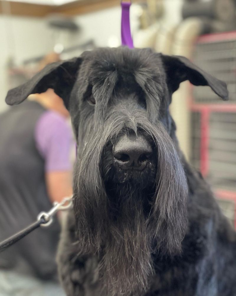 A black giant schnauzer with a full beard and groomed coat, groomed by Kat