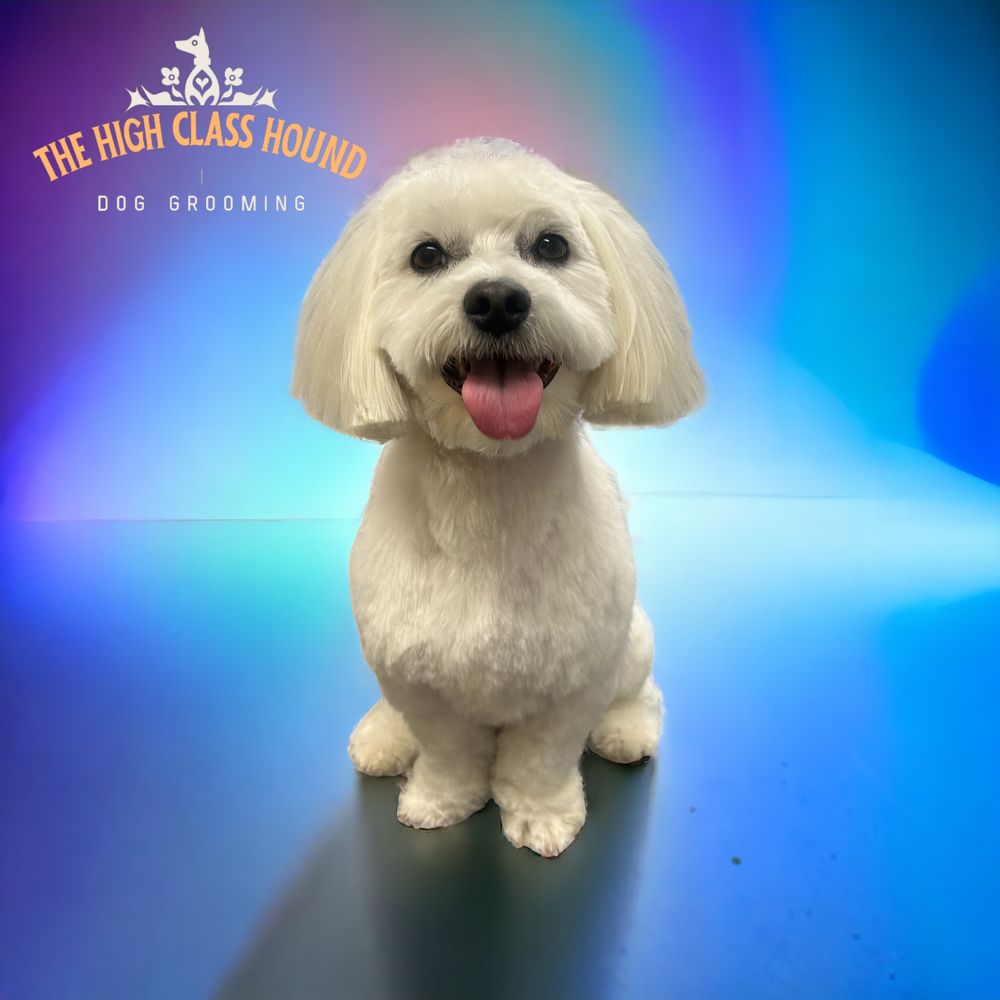 A small white dog with a fluffy, rounded face trim, groomed by Kat