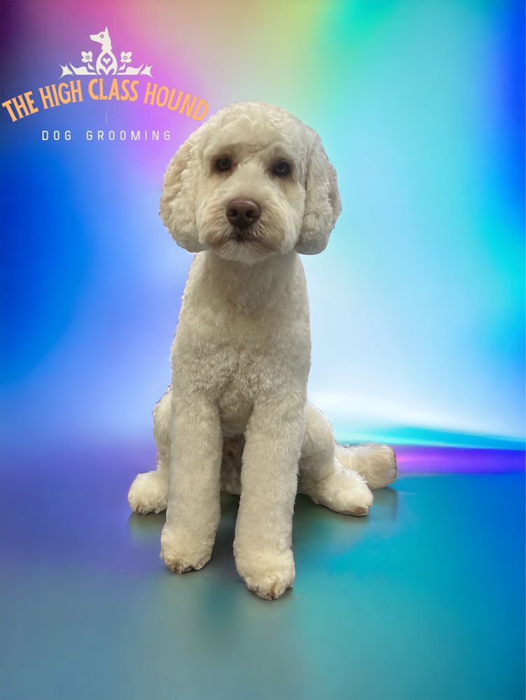 A cream doodle sitting neatly after a fresh trim, groomed by Kat