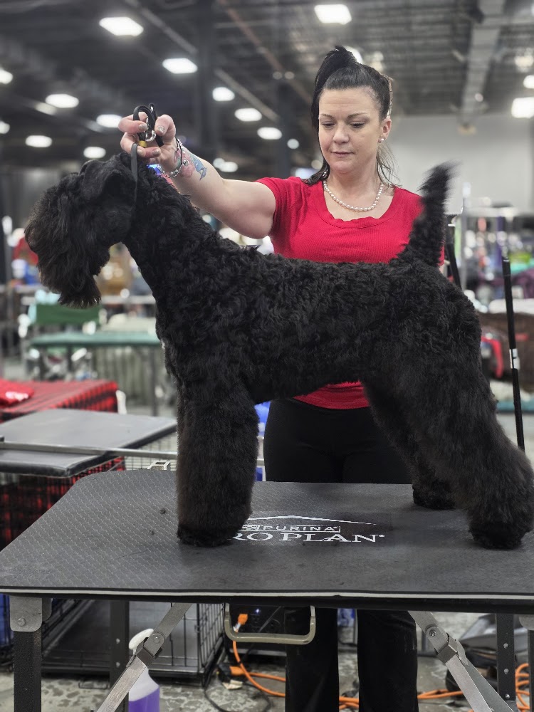 A black Kerry Blue Terrier stacked on the grooming table in a sculpted show trim, groomed by Krystal