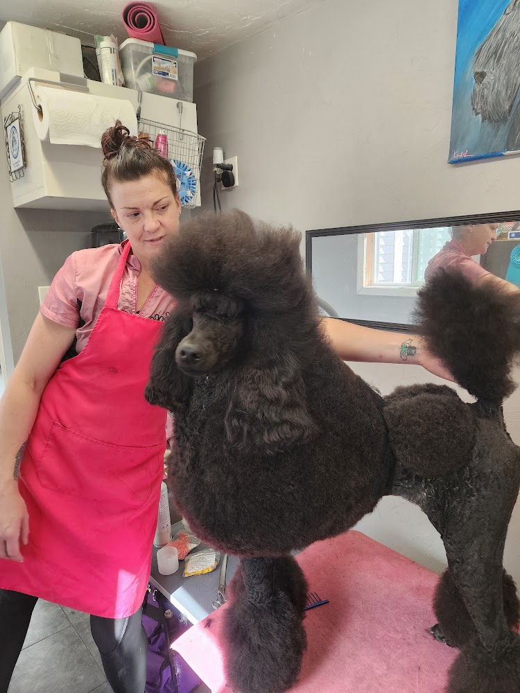 A brown standard poodle with a full, sculpted topknot in the salon, groomed by Krystal