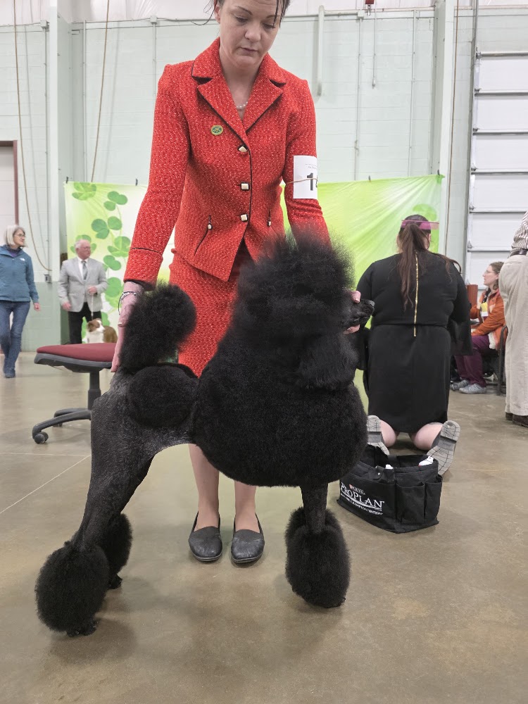 A black standard poodle in a show clip at a dog show, groomed by Krystal
